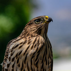 Close-up of eagle