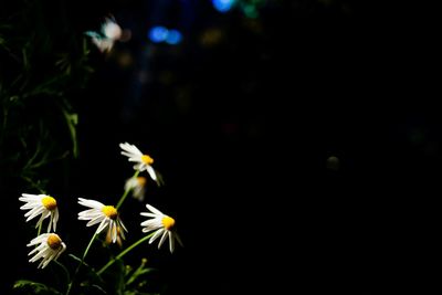 Close-up of flowers against blurred background