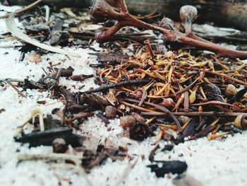 High angle view of dried leaves on field