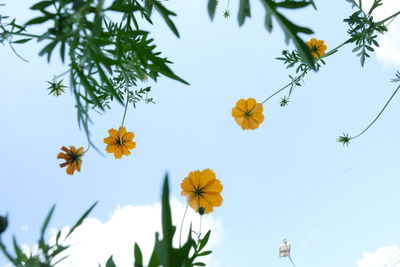 Low angle view of flowering plant against sky