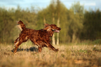 Dog running on field