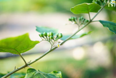 Close-up of plant