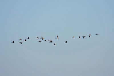 Low angle view of birds flying in sky