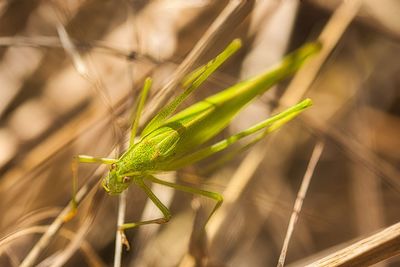 Close-up of insect on leaf