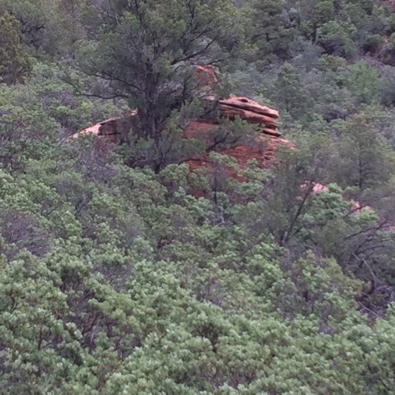 TREES BY LANDSCAPE