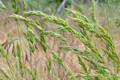 Close-up of stalks in field