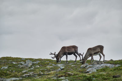 Scenic view of reindeer in the mountais