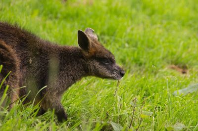 Close-up of kangaroo on field