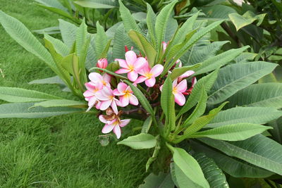 Close-up of pink flowers