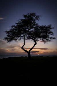 Silhouette person standing by tree on field against sky during sunset