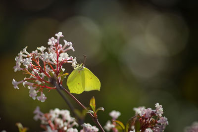 Close-up of butterfly pollinating on flower