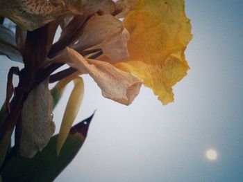 Close-up of yellow flower tree