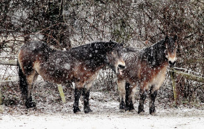 Horses on snowcapped field during snowfall