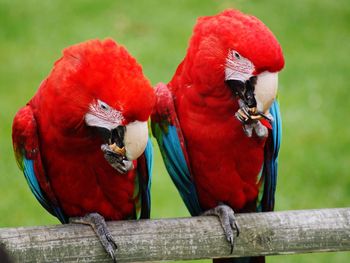 Close-up of parrot perching on wood