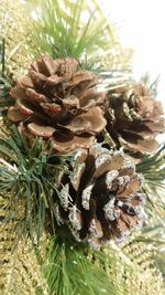 Close-up of pine cones