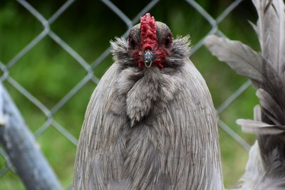 Close-up of a bird