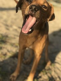 Close-up of a dog