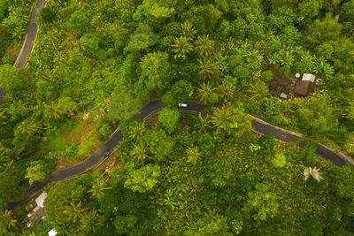 High angle view of trees and plants growing in forest