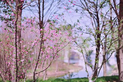 Pink cherry blossoms in park