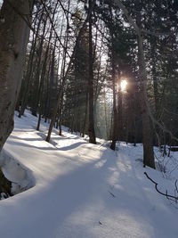Snow covered trees on field during winter