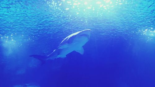 Fish swimming in sea