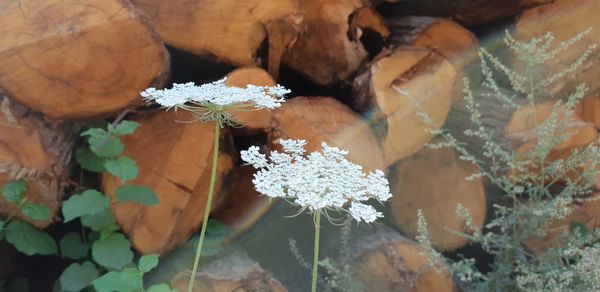 Close-up of white flowering plant