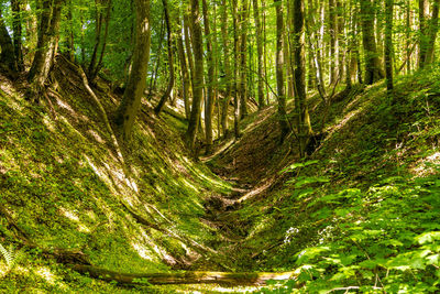 Scenic view of forest