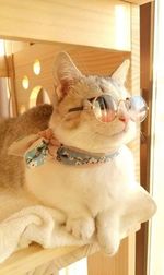 View of a dog looking away at home