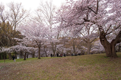 View of cherry blossoms in spring
