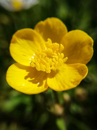 Close-up of yellow flowering plant