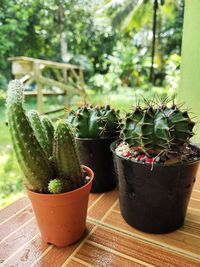 Close-up of potted plants