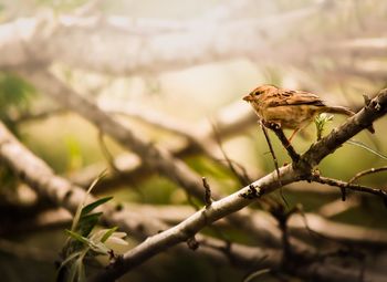 Bird perching on a tree