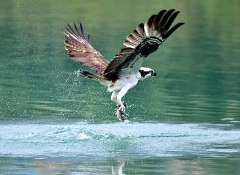 Bird flying over a lake