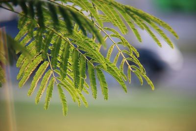 Close-up of green leaves on plant