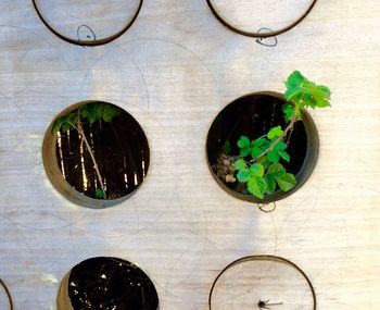 Close-up of potted plant