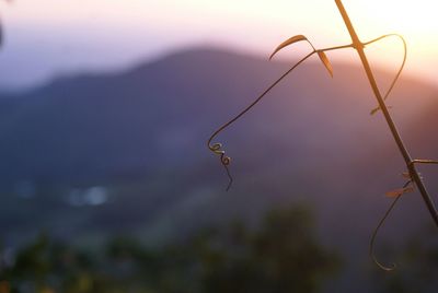 Close-up of twigs