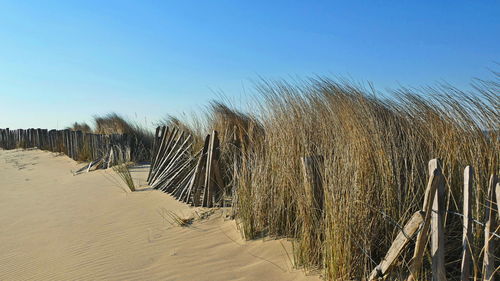 Scenic view of beach against clear sky