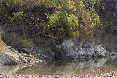 Scenic view of waterfall