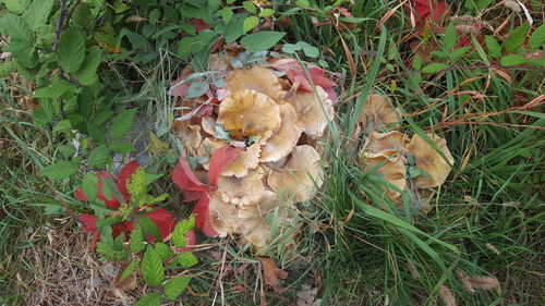 Close-up of flowers growing on field