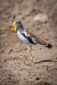 Side view of white-crowned lapwing on field