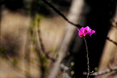 Close-up of pink flowering plant