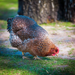 Close-up of duck on field