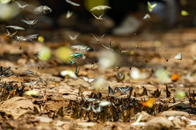 Close-up of bee on field