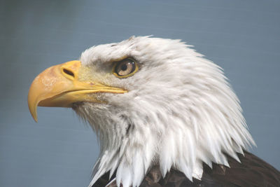 Close-up of bald eagle