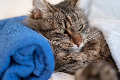 Close-up of cat lying on bed