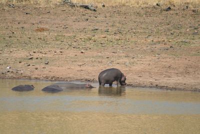 Side view of horse drinking water