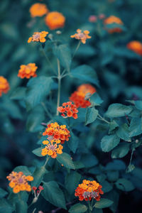 Close-up of orange flowering plant