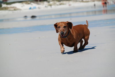 Portrait of dog on sand at beach