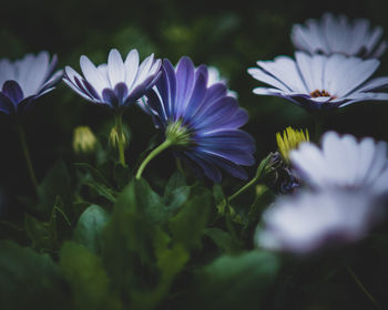 Close-up of purple flowering plants