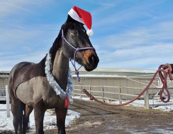 Close-up of horse wearing santa hat standing on field against sky